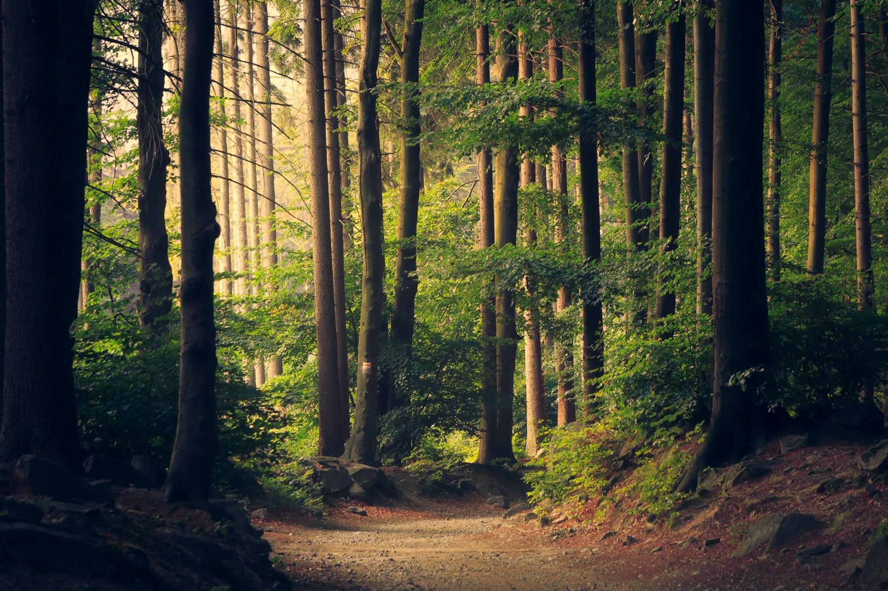 Sunlight falling through a dense green forest